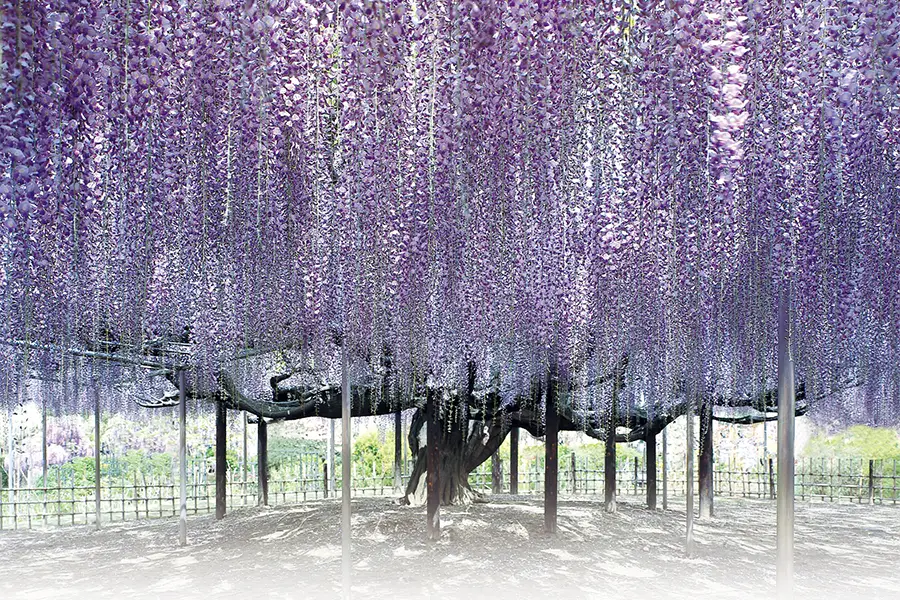 あしかがフラワーパーク 大藤の画像