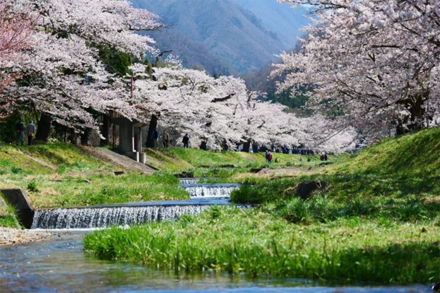 観音寺川の桜並木の画像