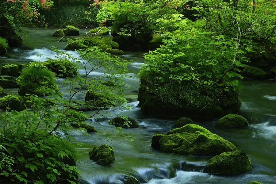 奥入瀬渓流の画像
